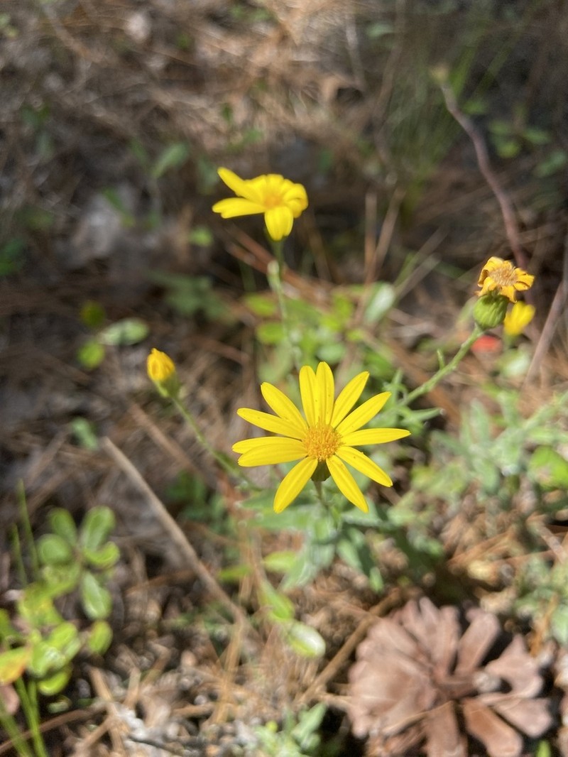 Zigzag Silkgrass