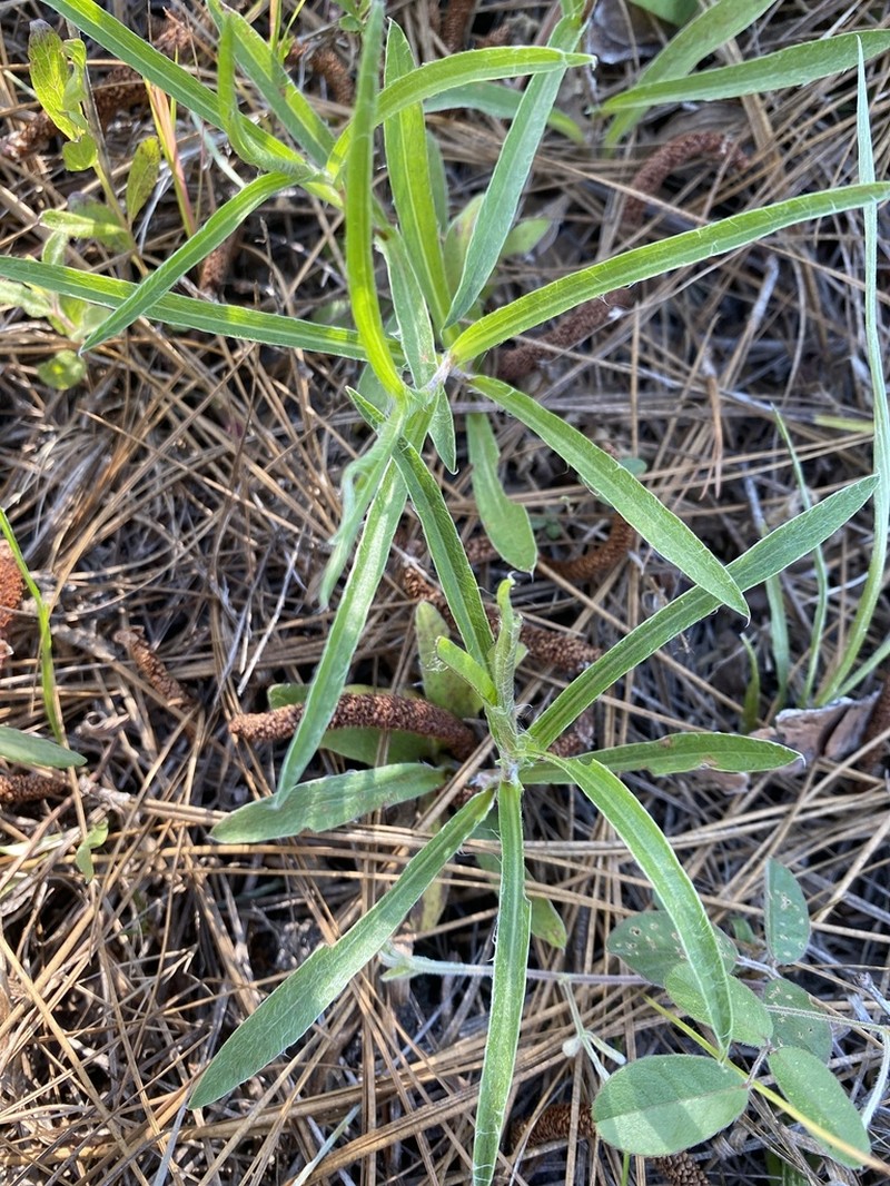 Zigzag Silkgrass photo 6
