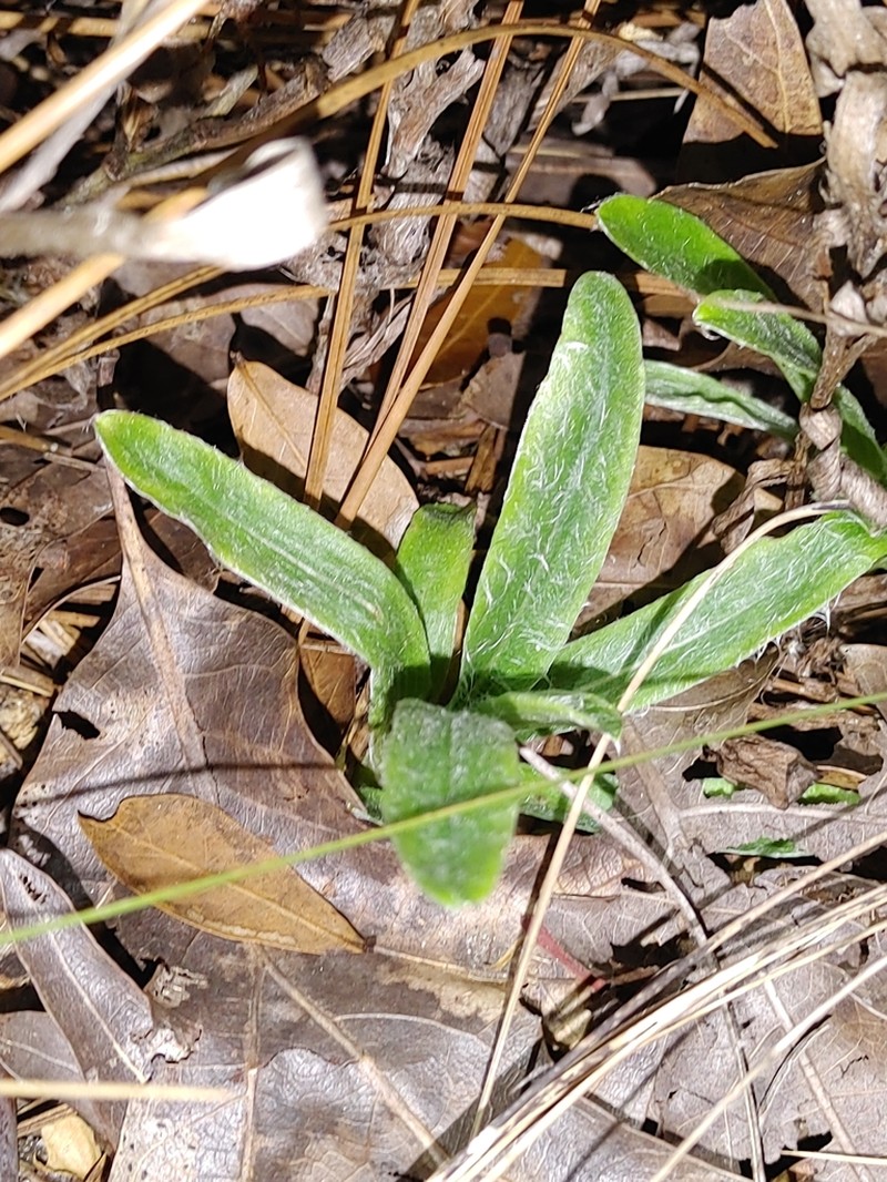 Zigzag Silkgrass photo 7