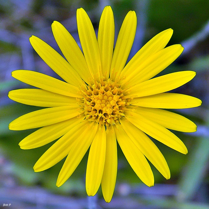 Narrowleaf Silkgrass photo 5