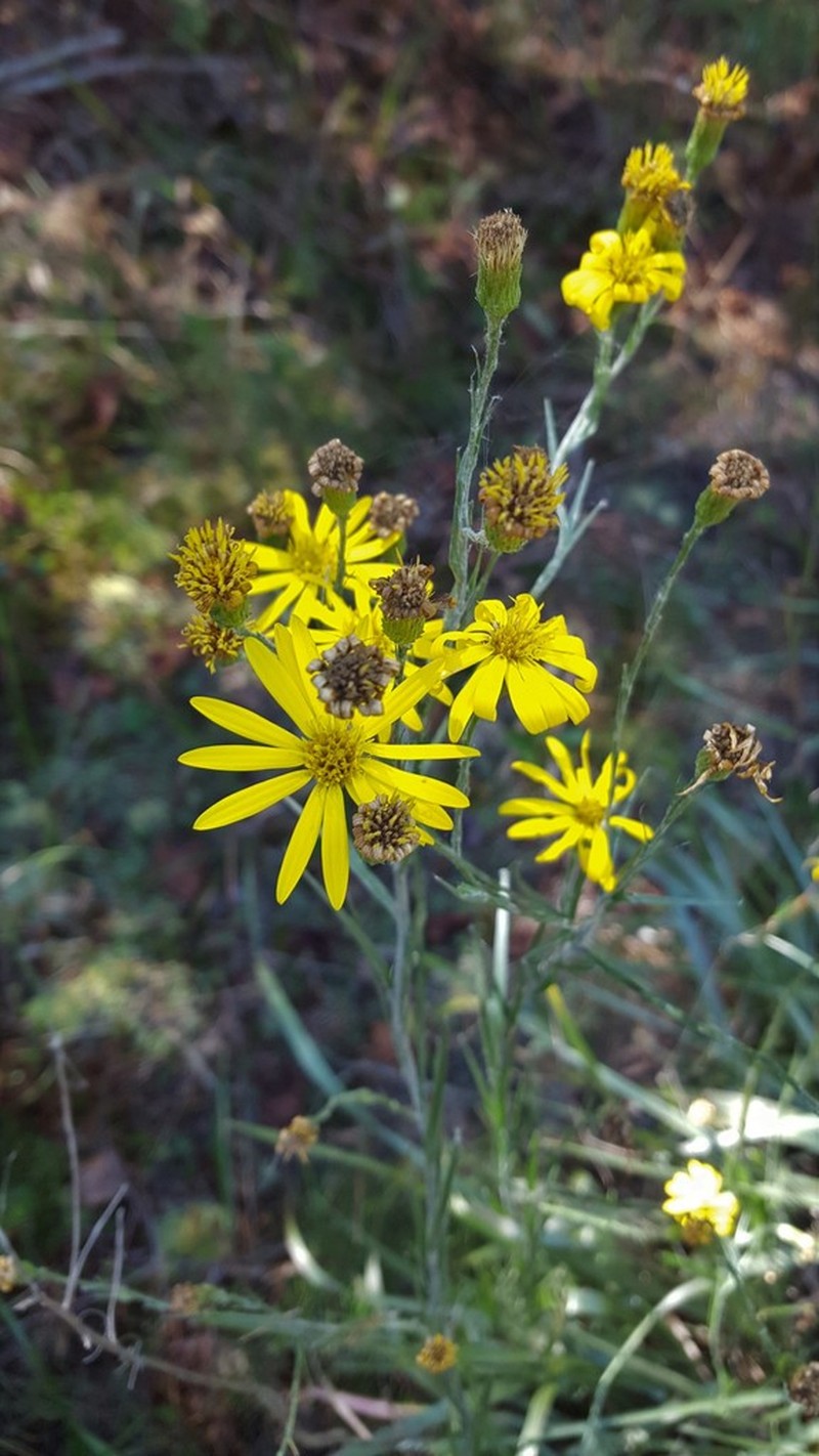 Narrowleaf Silkgrass photo 3