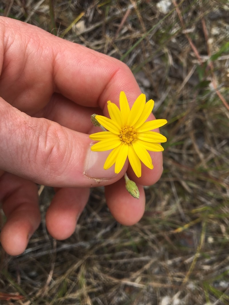 Narrowleaf Silkgrass photo 4