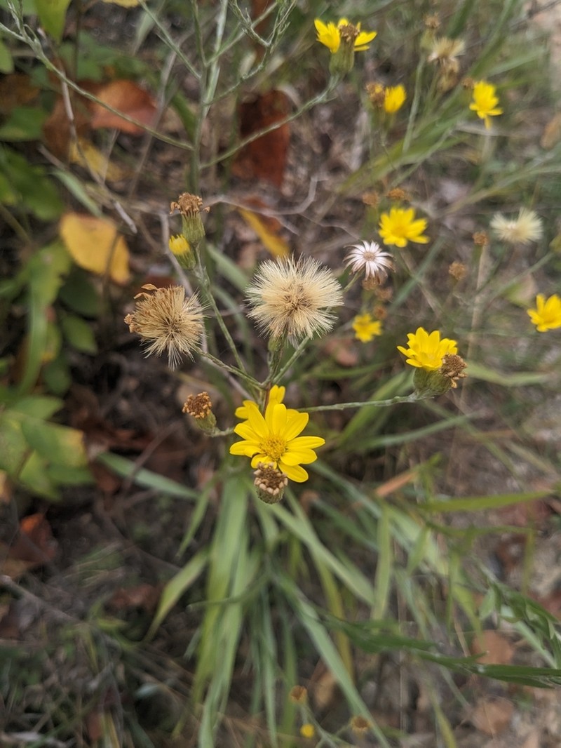 Narrowleaf Silkgrass photo 5
