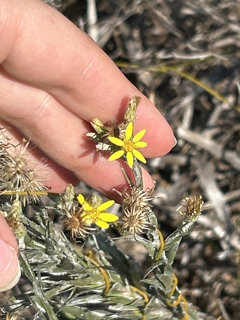 Narrowleaf Silkgrass photo 6