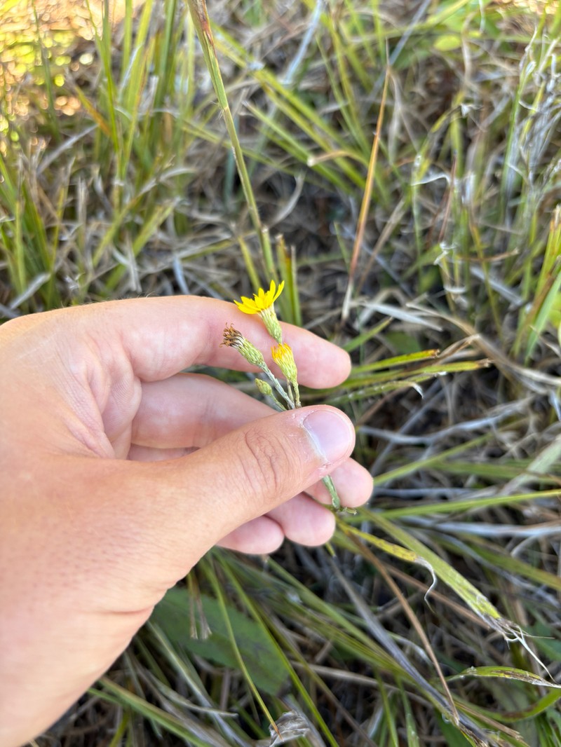 Narrowleaf Silkgrass photo 7