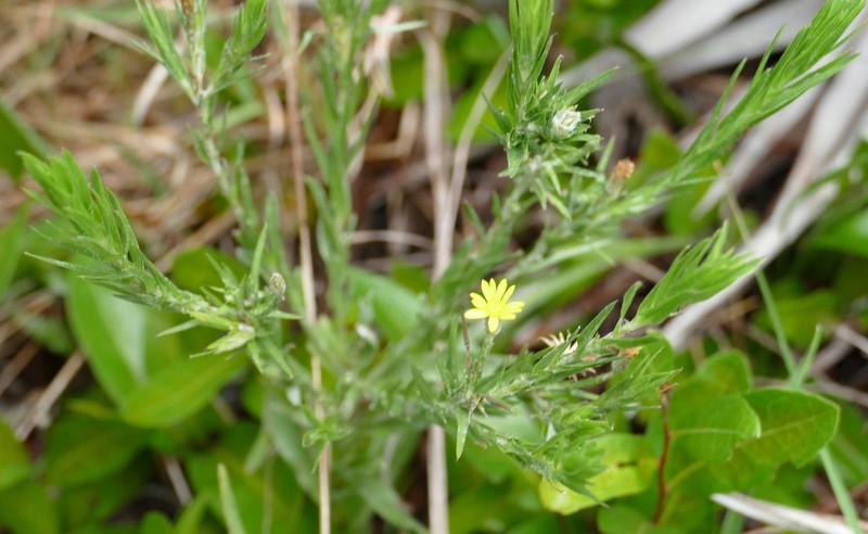 Pityopsis latifolia