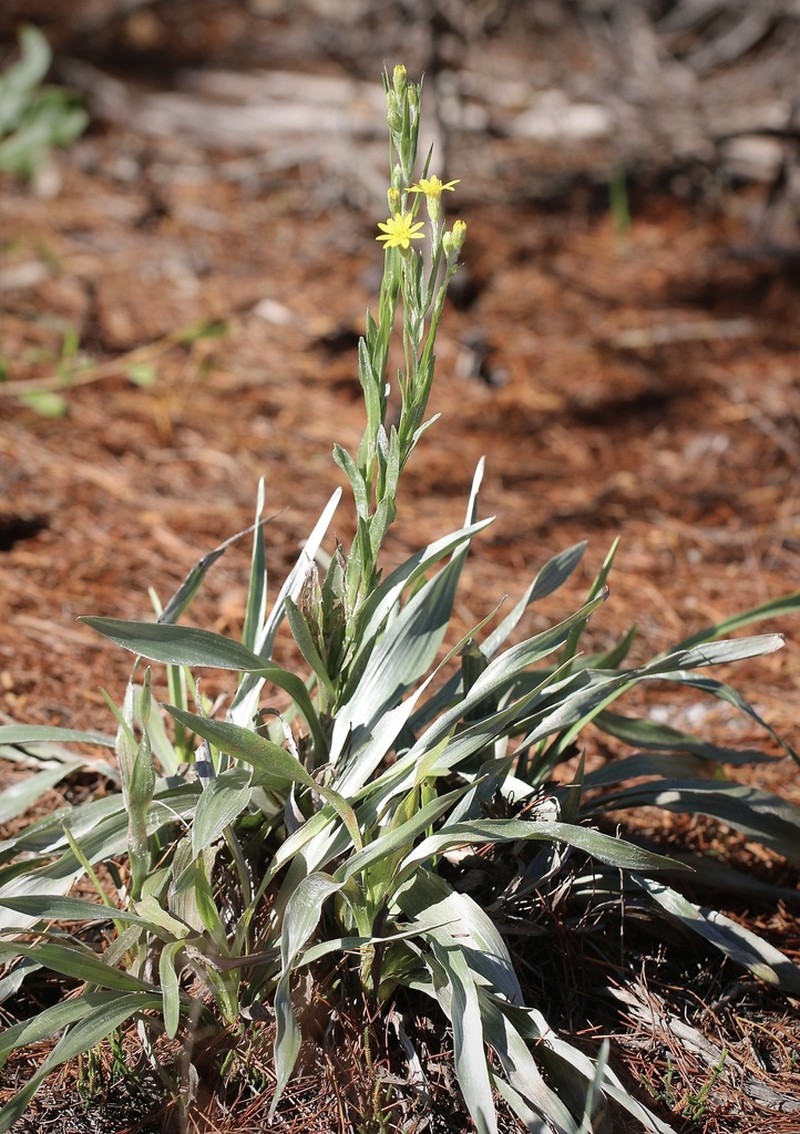 Pityopsis latifolia photo 2