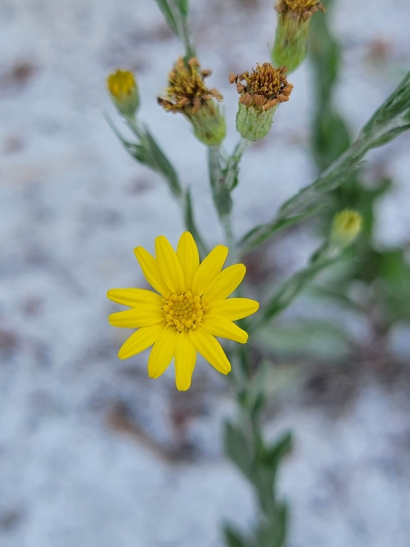 Pityopsis latifolia photo 3