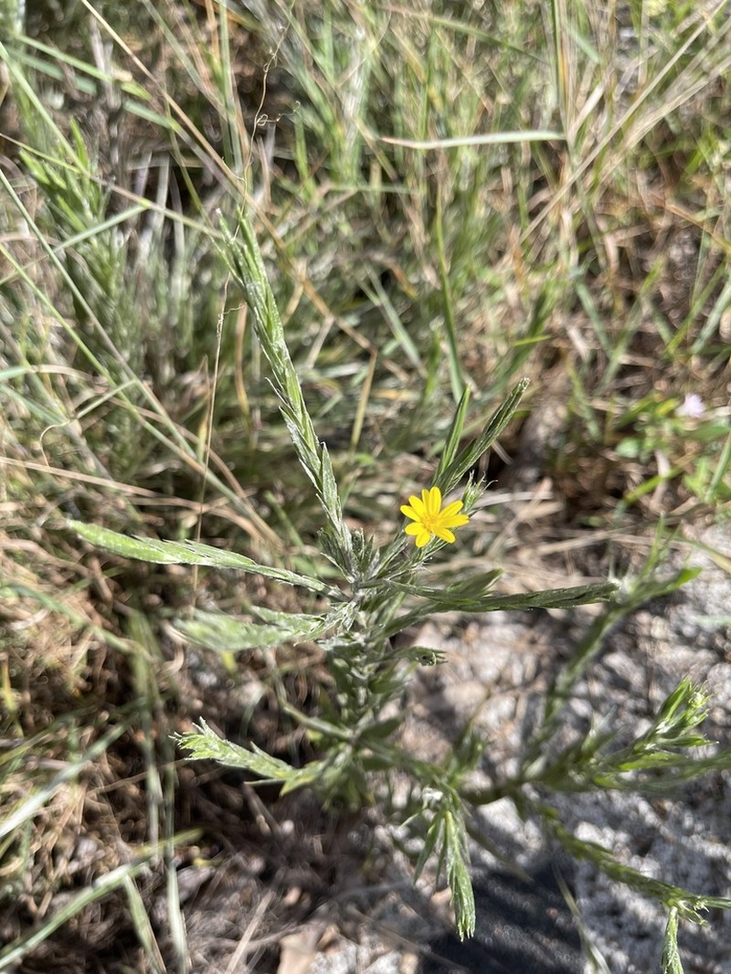 Pityopsis latifolia photo 4