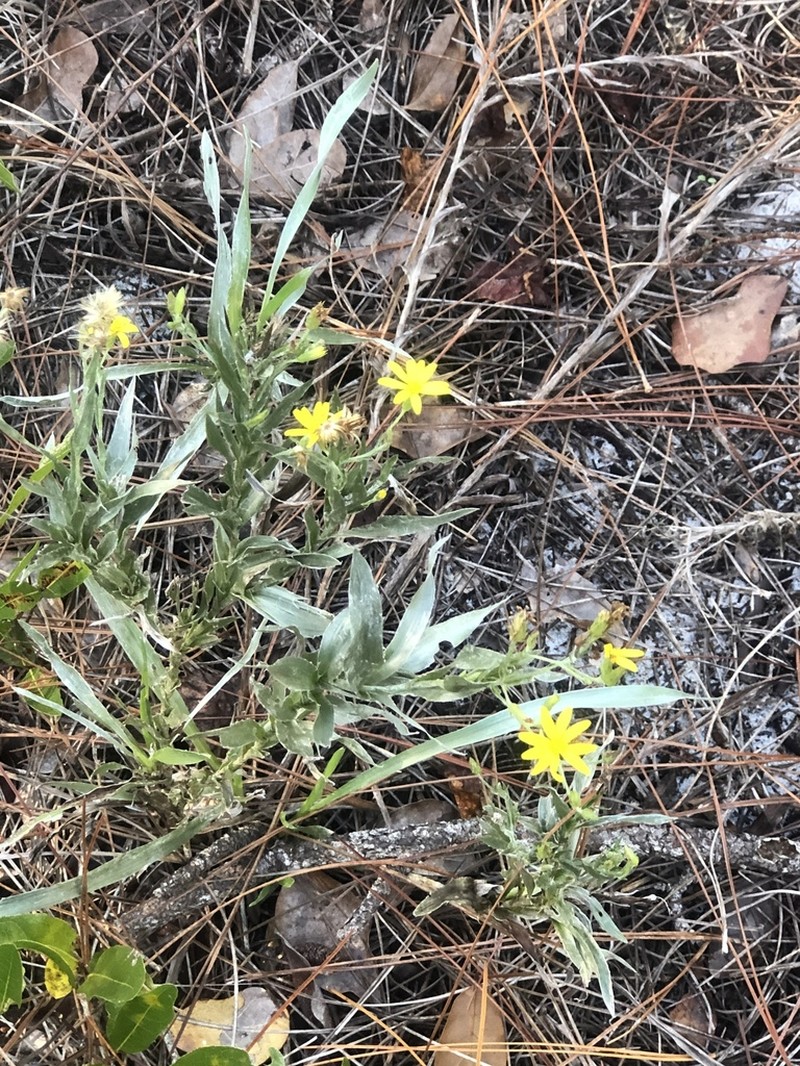 Pityopsis latifolia photo 5
