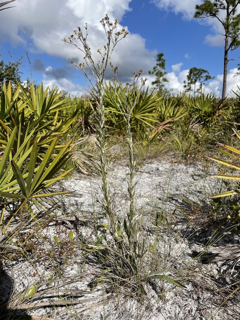 Pityopsis latifolia photo 8