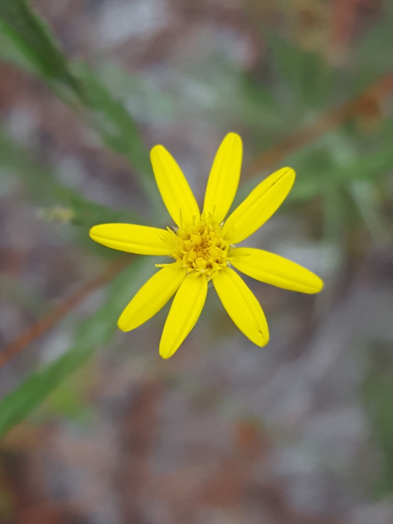 Pityopsis microcephala