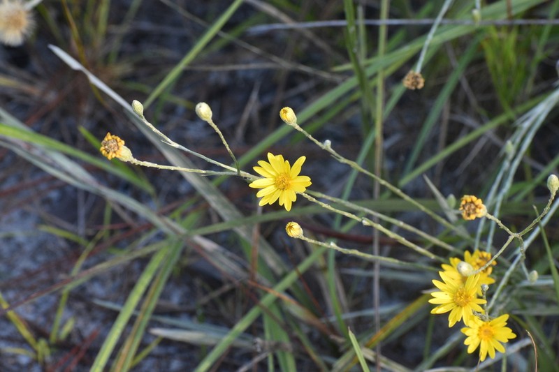 Pityopsis microcephala photo 2