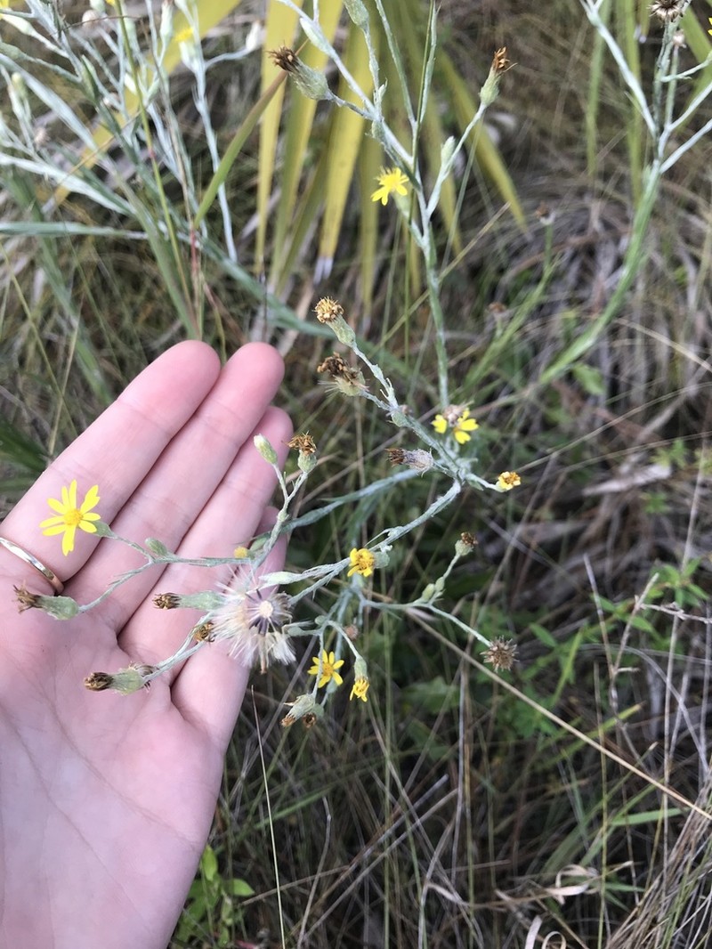 Pityopsis microcephala photo 3