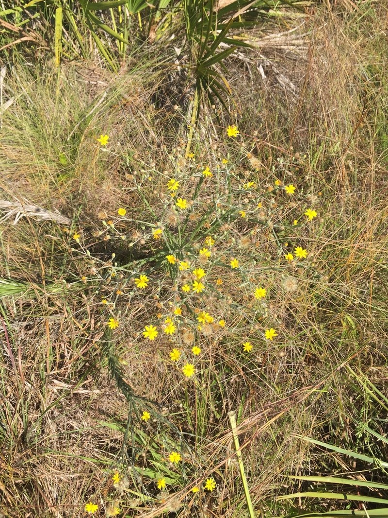 Pityopsis microcephala photo 4