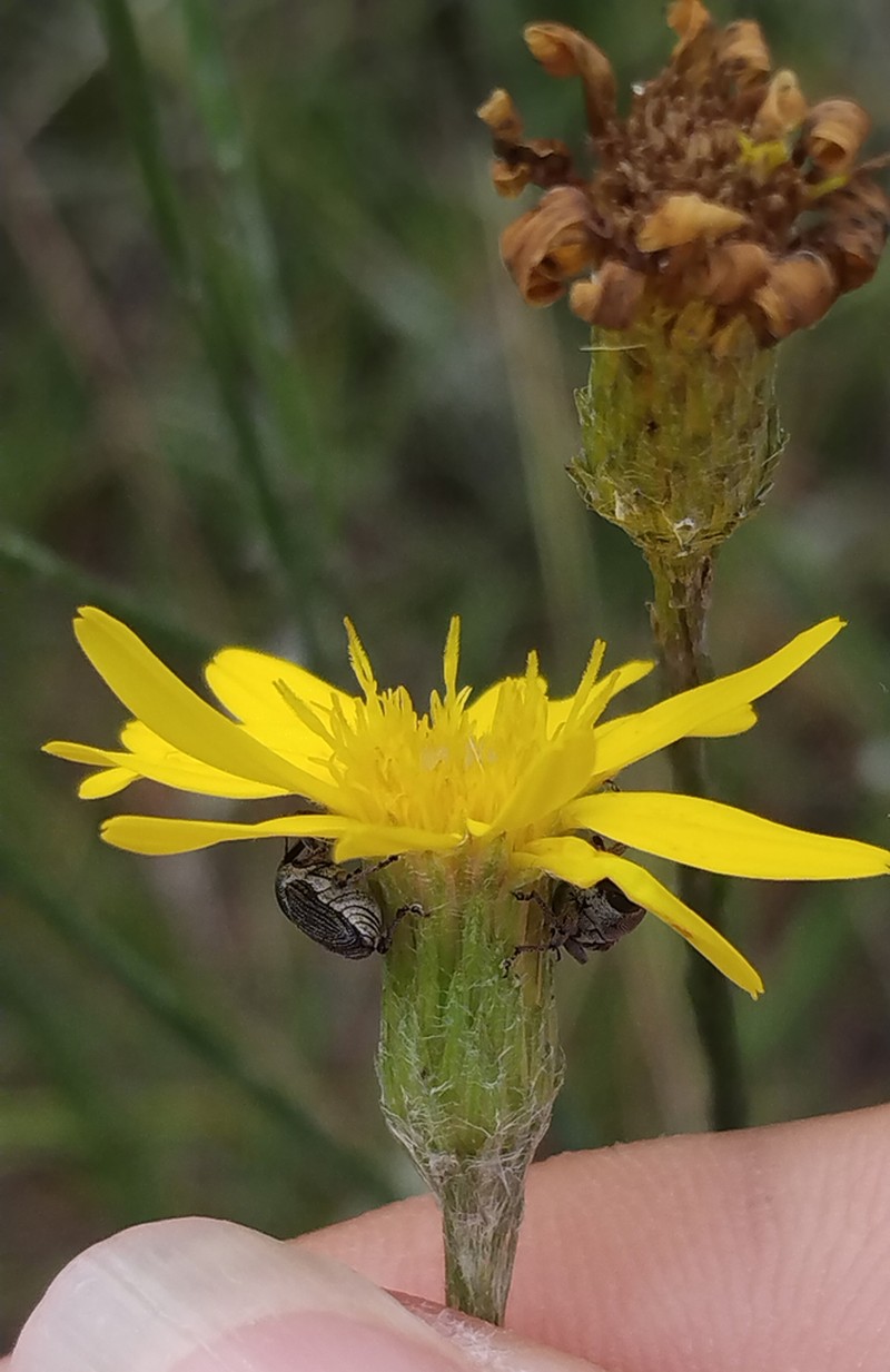 Pityopsis microcephala photo 6