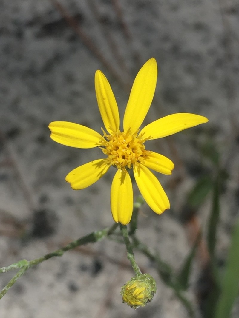 Grassleaf Goldaster
