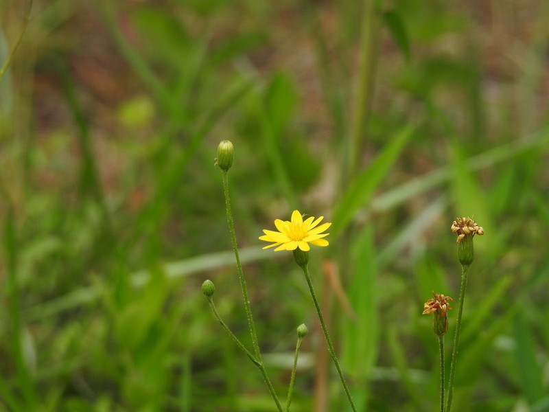 Grassleaf Goldaster photo 2