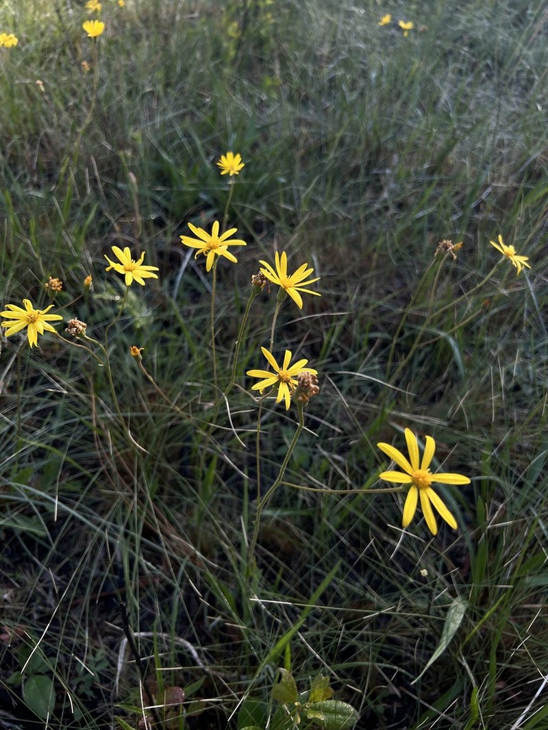 Grassleaf Goldaster photo 3