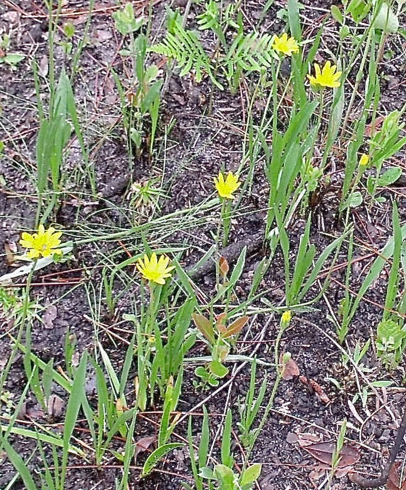 Grassleaf Goldaster photo 4