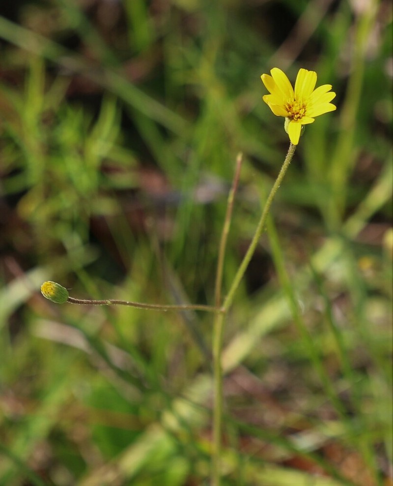 Grassleaf Goldaster photo 5