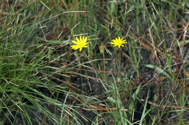 Grassleaf Goldaster photo 7