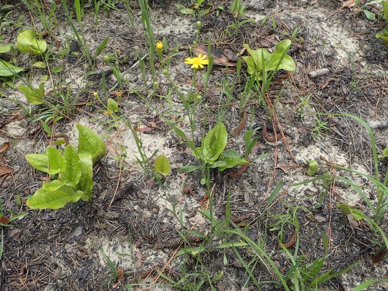 Grassleaf Goldaster photo 8