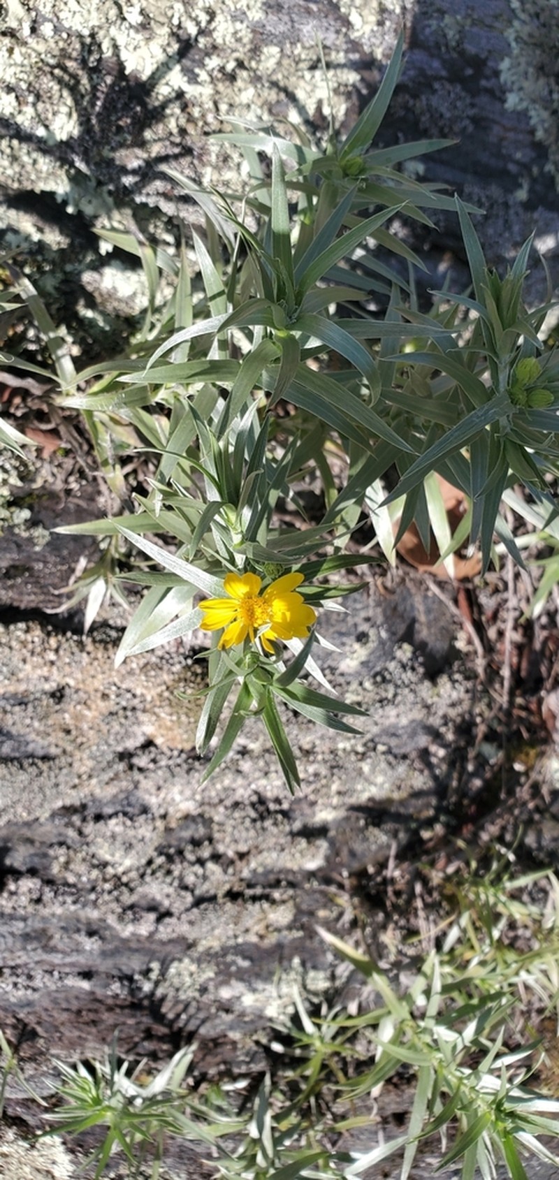 Ruth's Goldaster photo 7