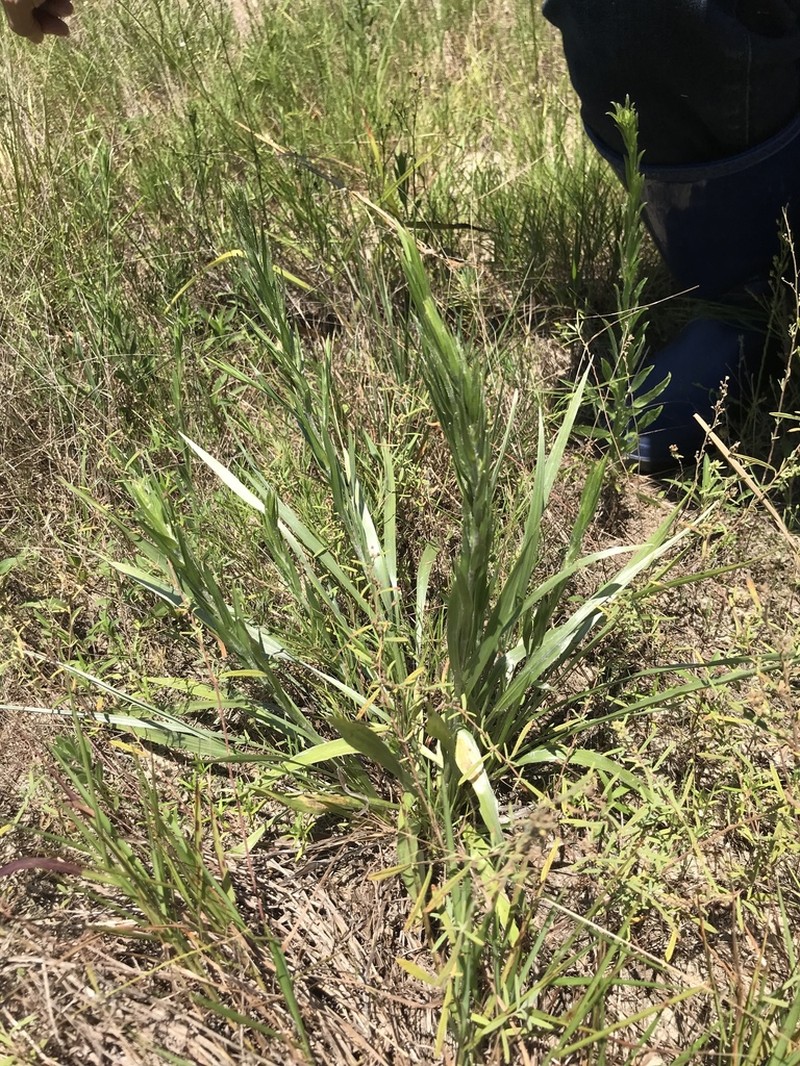Pityopsis tenuifolia