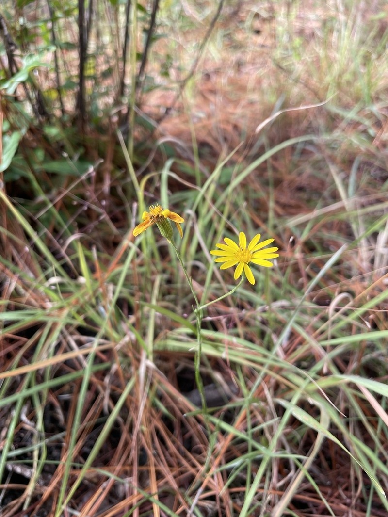 Pityopsis tenuifolia photo 2