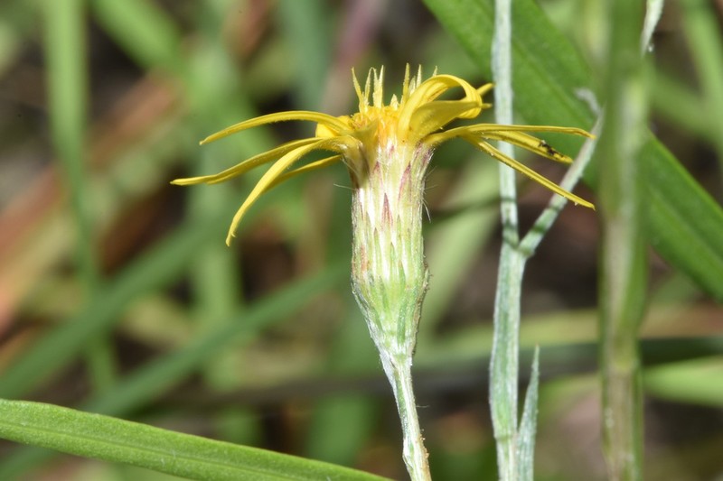 Pityopsis tenuifolia photo 3