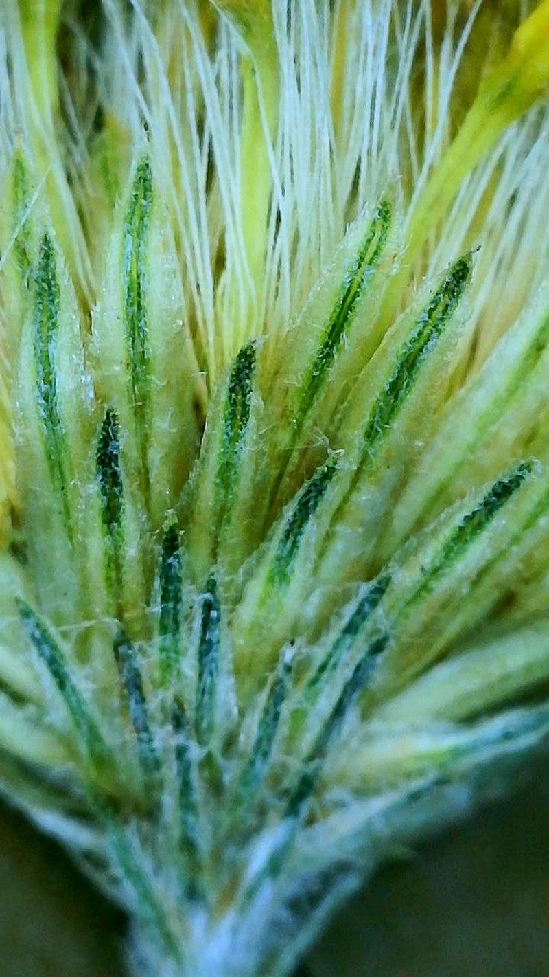 Pityopsis tenuifolia photo 4
