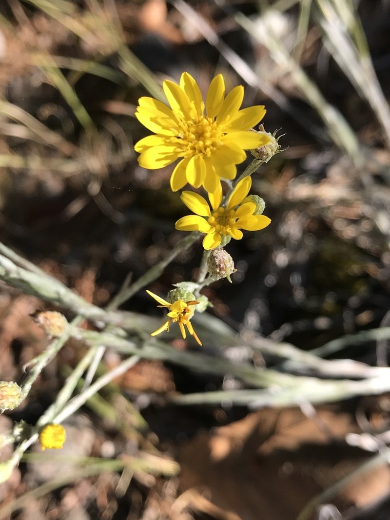 Pityopsis tenuifolia photo 5