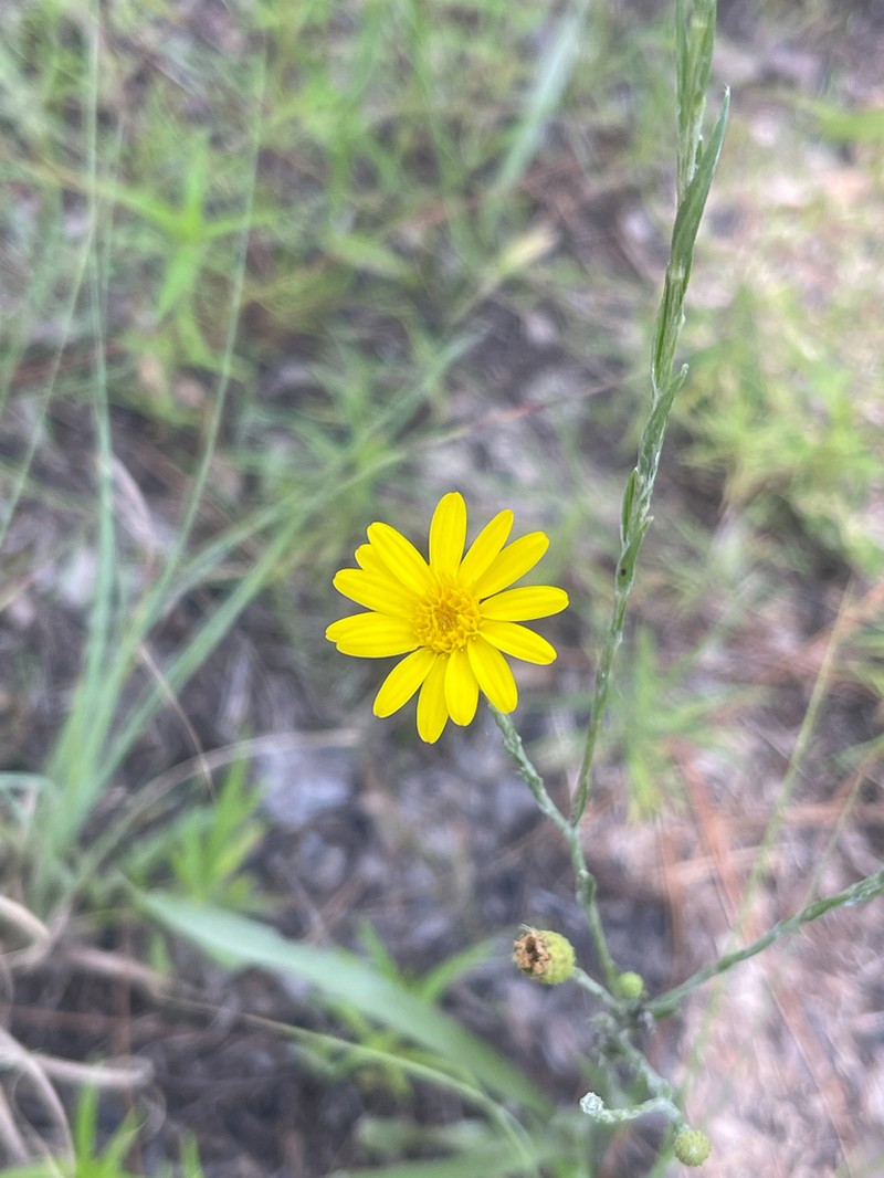 Pityopsis tenuifolia photo 6