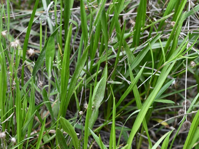 Pityopsis tenuifolia photo 8