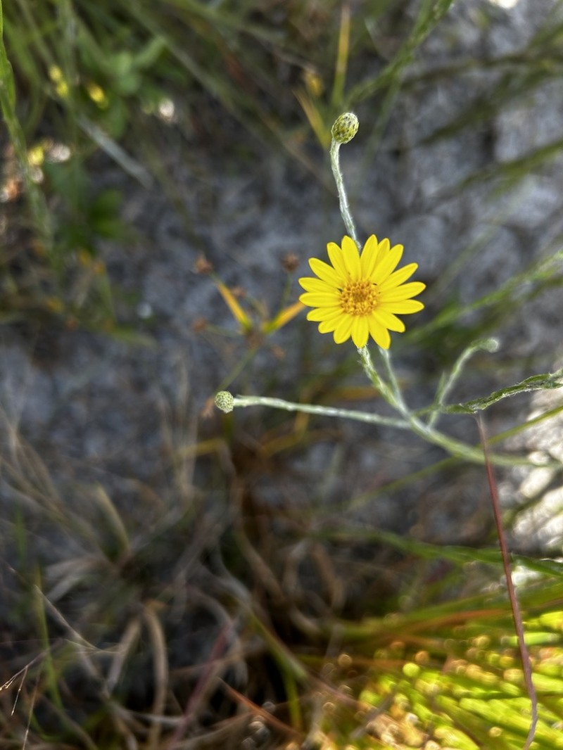 Pityopsis tracyi
