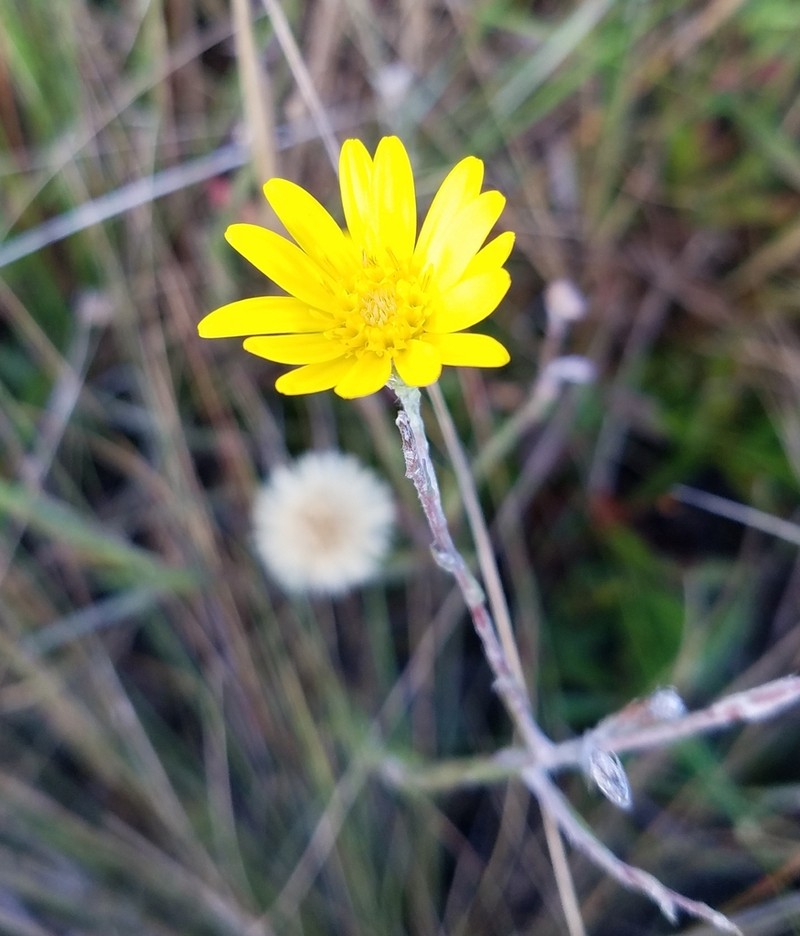 Pityopsis tracyi photo 2