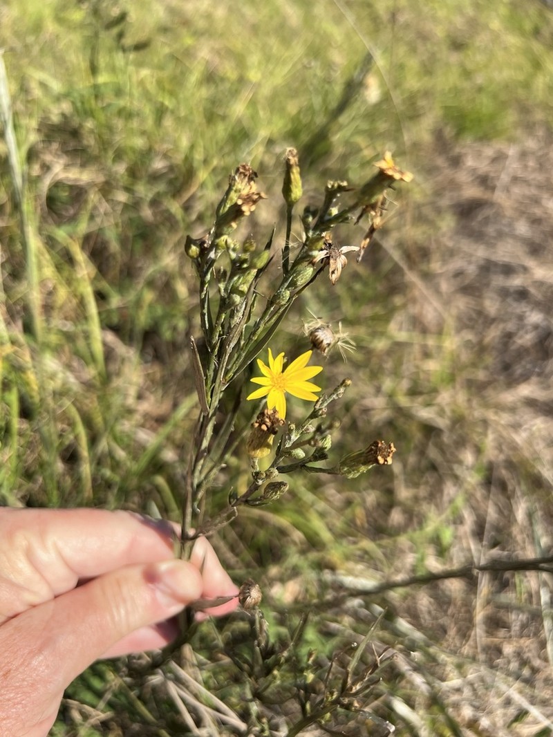 Pityopsis tracyi photo 3