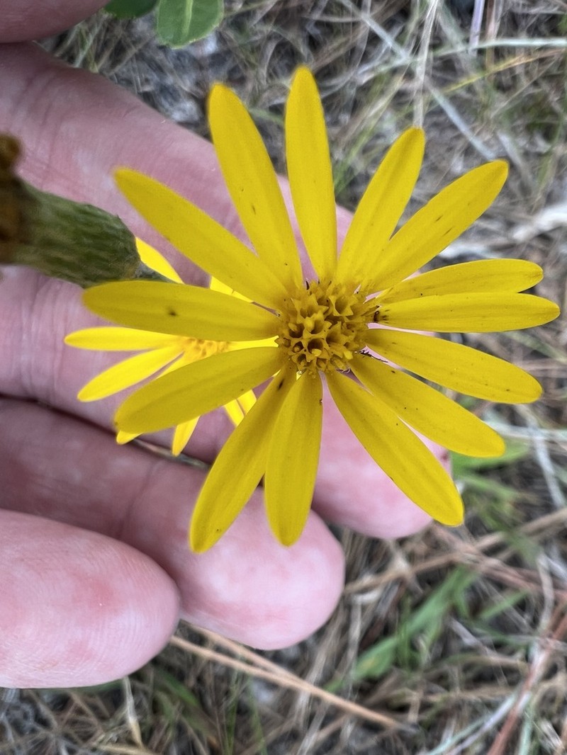 Pityopsis tracyi photo 4