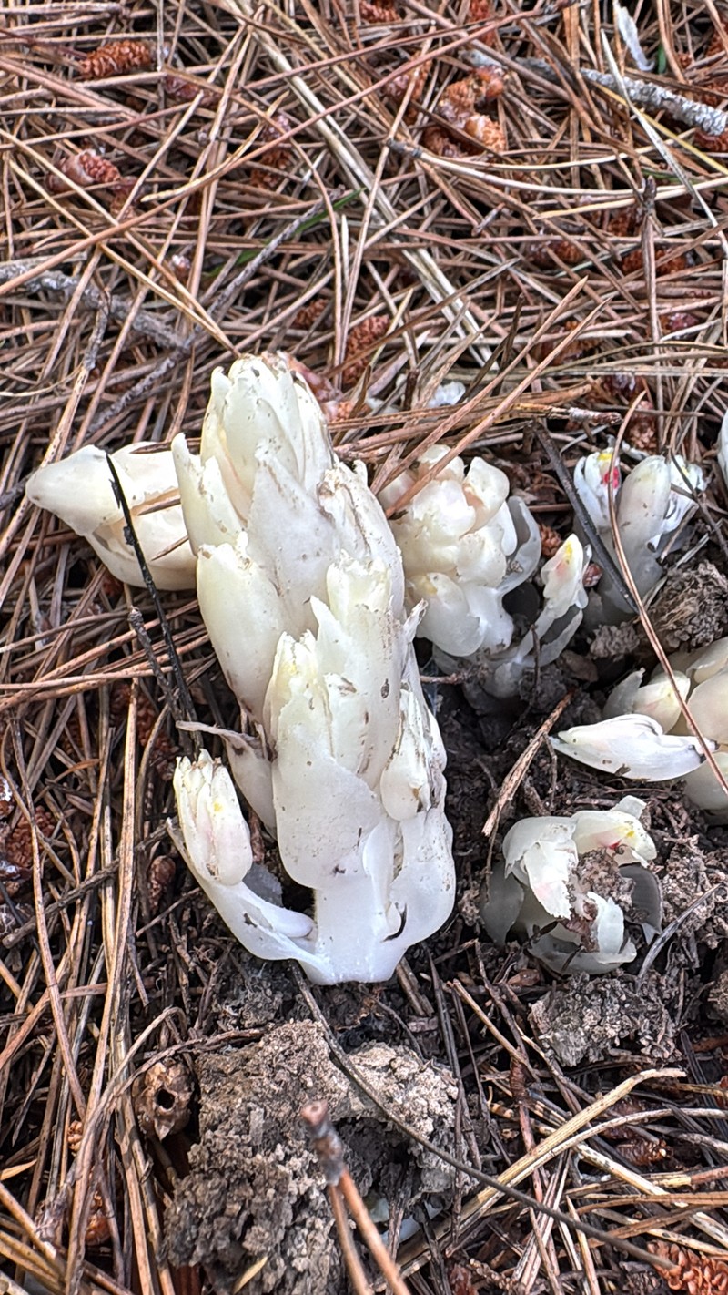 California Pinefoot