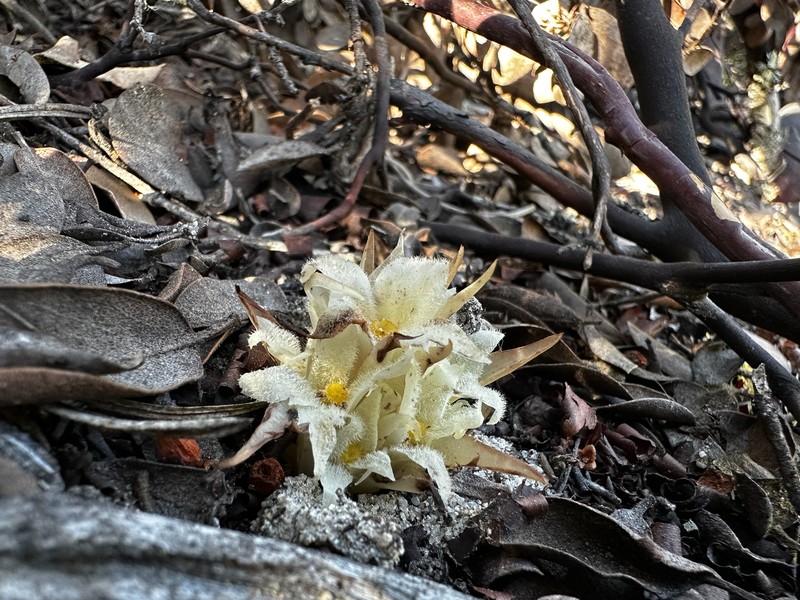 California Pinefoot photo 3