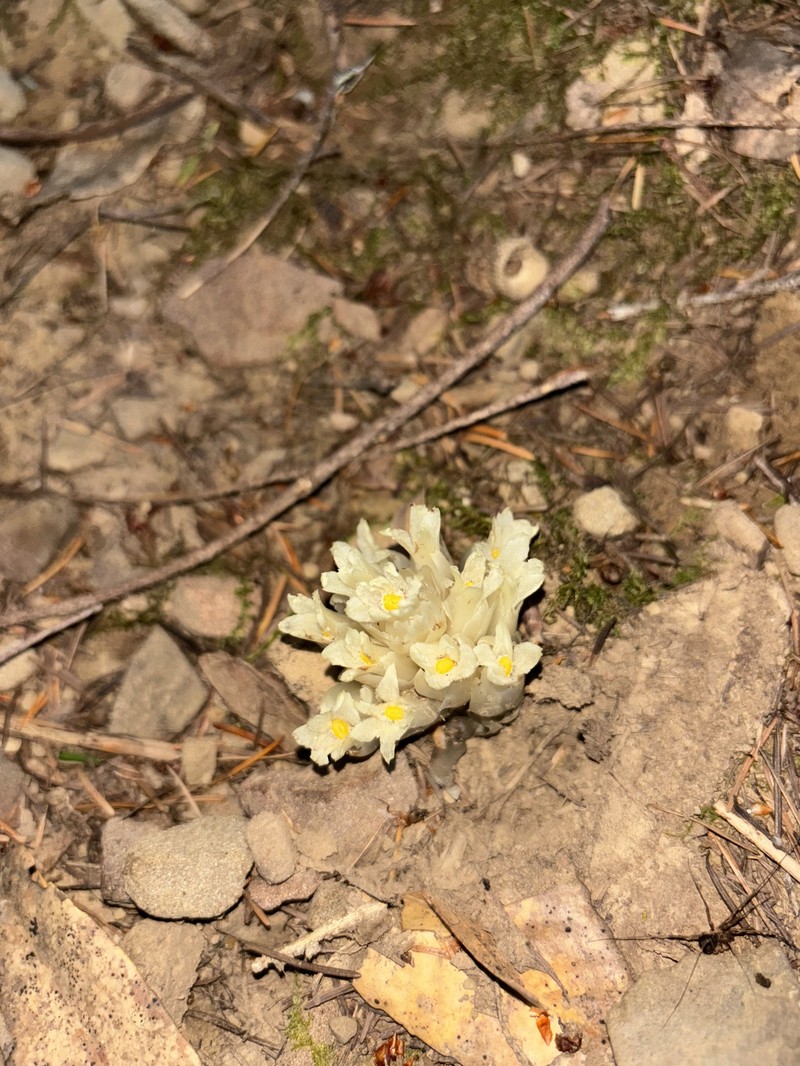 California Pinefoot photo 4
