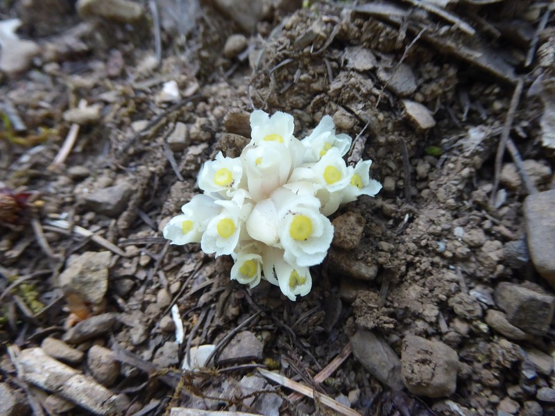 California Pinefoot photo 5