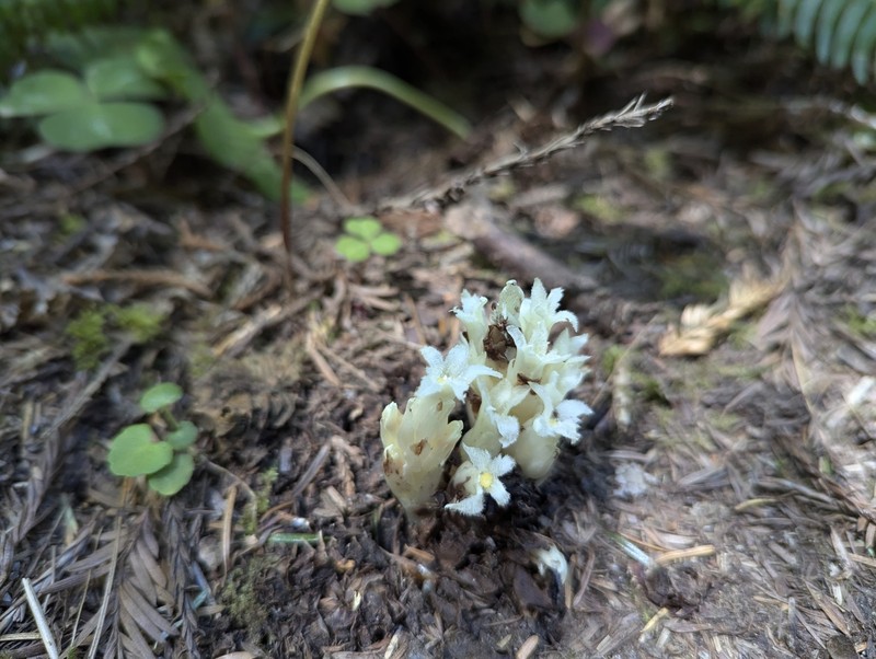 California Pinefoot photo 6