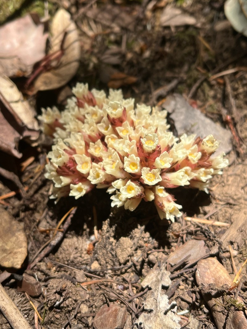 California Pinefoot photo 7