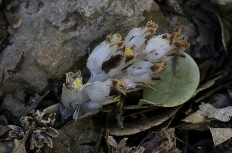 California Pinefoot photo 8