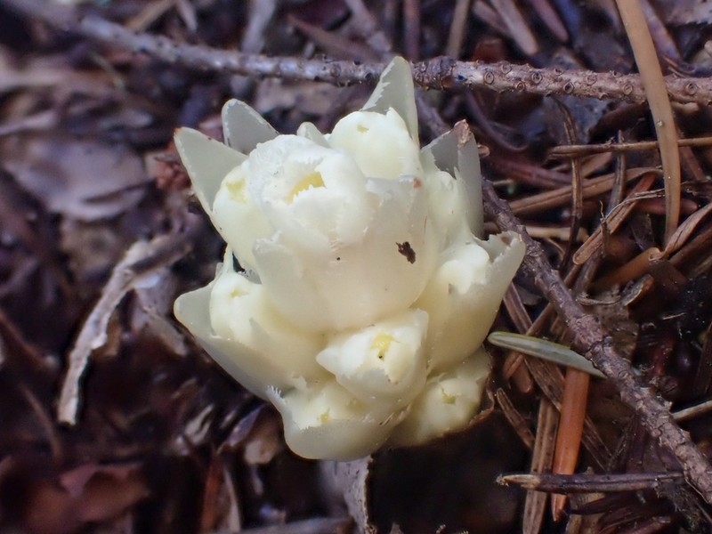 Pityopus californicus photo 3