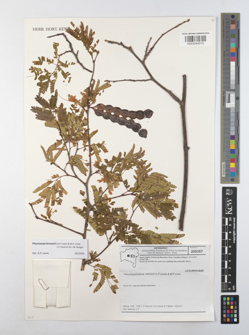 Pityrocarpa brenanii
