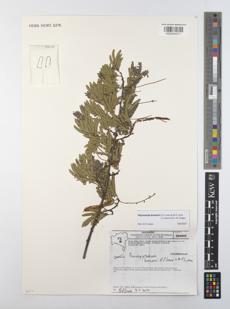 Pityrocarpa brenanii photo 2