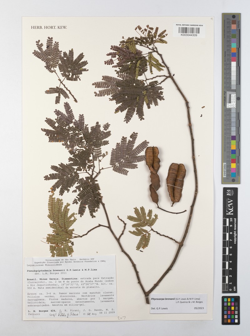 Pityrocarpa brenanii photo 3